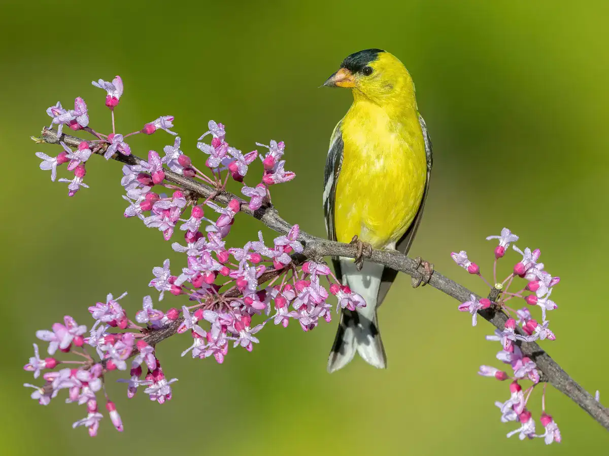 american goldfinch summer (1)