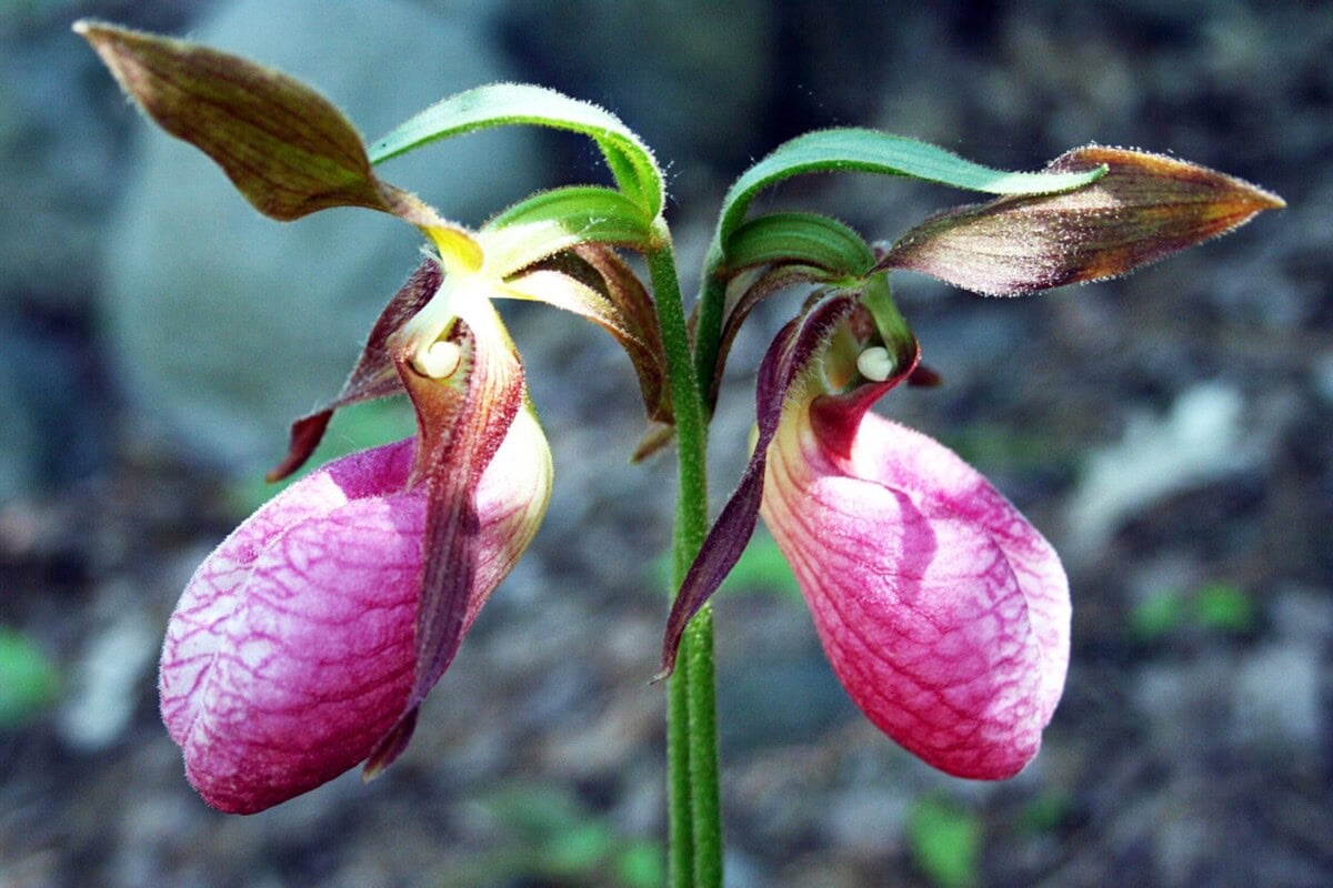 are lady slippers endangered 1500