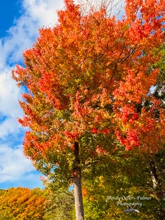 autumn