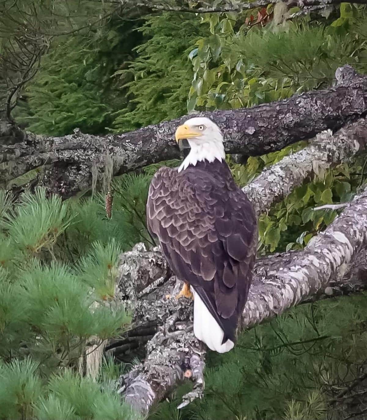 bald eagle