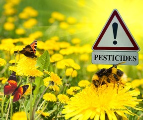 A bee and butterflies on yellow flowers next to a warning sign labeled "Pesticides" in a sunny field.