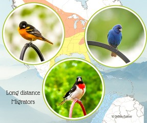 Three different songbirds perched on metal rods, illustrating examples of long-distance migrators over a faint map of North and South America.