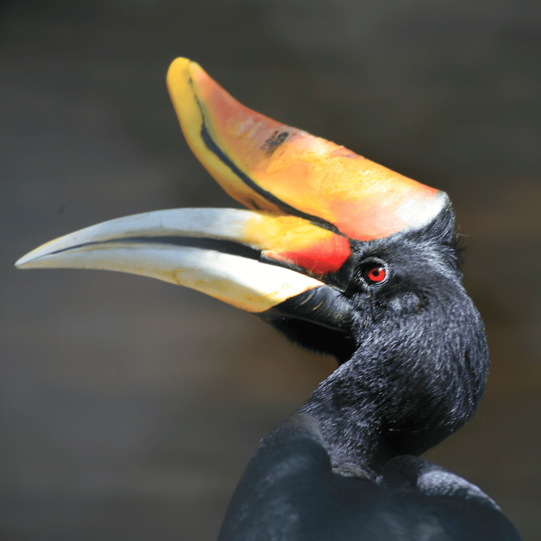 bizarre birds of the world