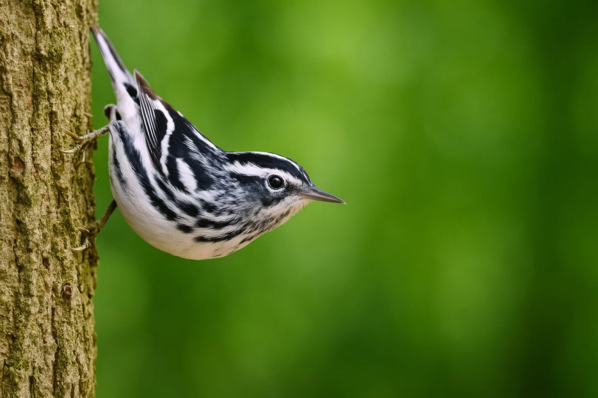 black and white warbler