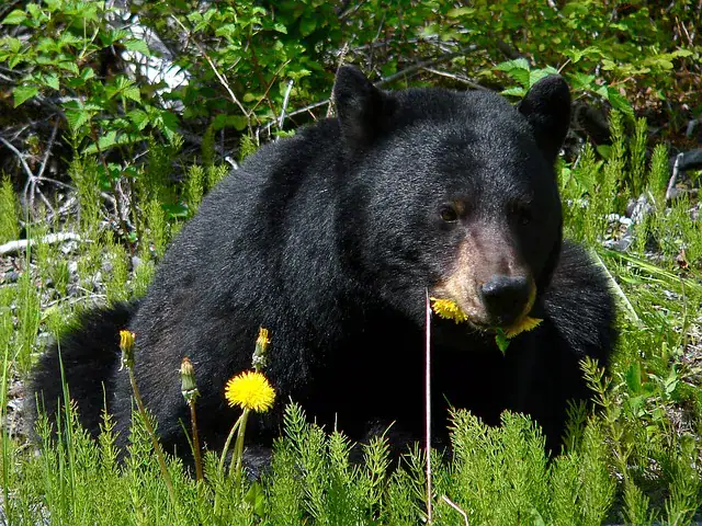 black bear dandelion photo by ndow