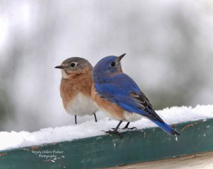 bluebirds