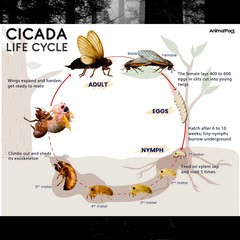 cicada