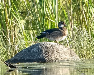 duck 2