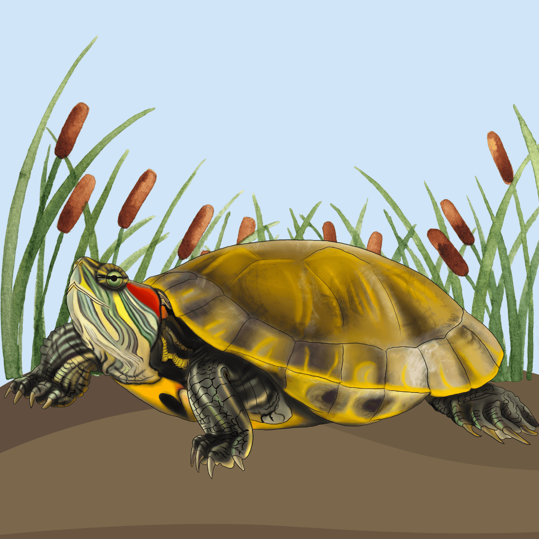 NH turtle rescue