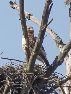 A hawk is perched in a tree next to its nest, surrounded by branches, against a clear blue sky.