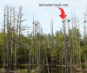 A group of tall, leafless trees stands in a wetland area with an arrow pointing to a nest labeled "Red-tailed hawk nest" near the top of one tree.