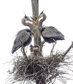 Two adult herons stand on a large nest atop a tree, touching beaks, while two chicks sit in the nest below them.