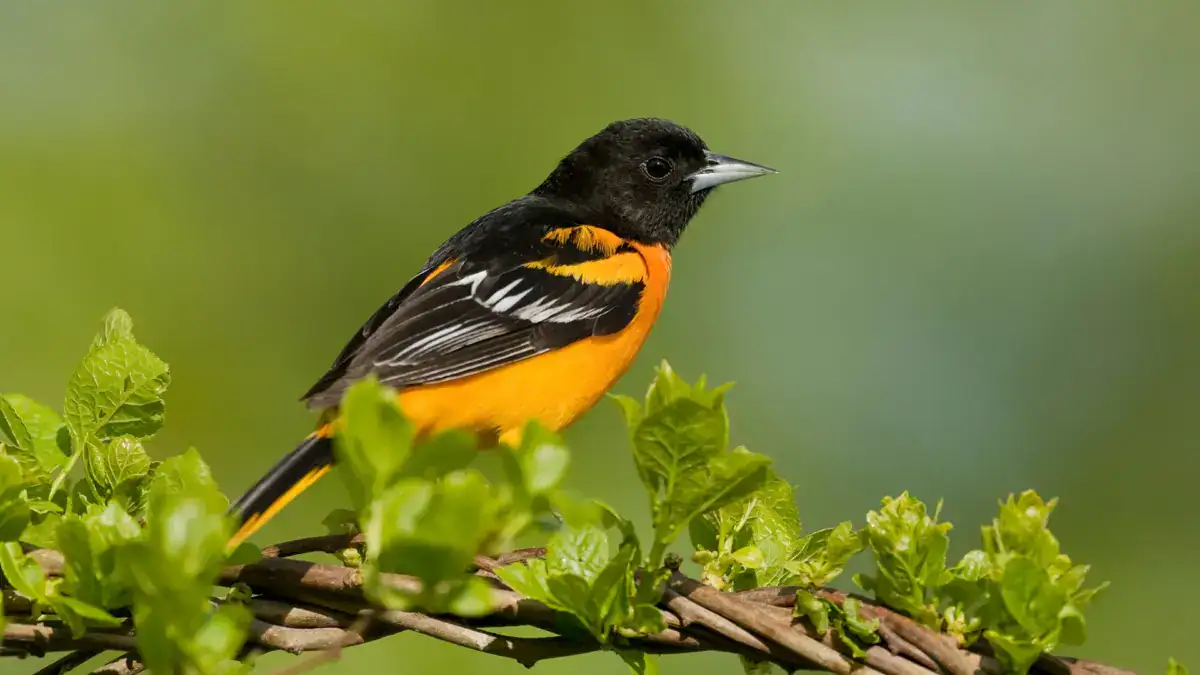 how to attract orioles this spring