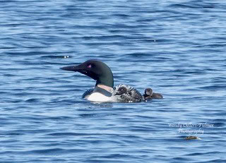 loon1