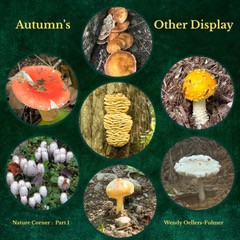 mushrooms