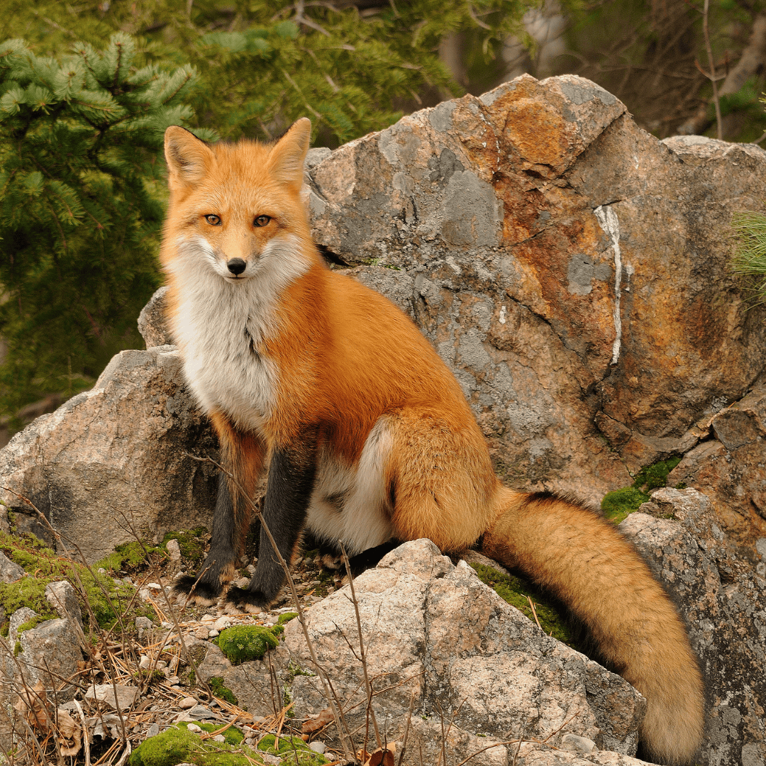 red fox: the catlike canine