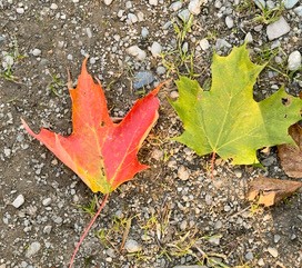 red maple