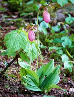 Two pink lady's slipper orchids with green leaves grow on a forest floor surrounded by other green plants and moss.