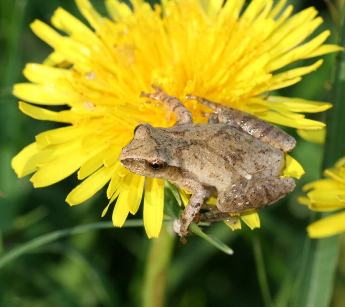spring peeper 2 scaled