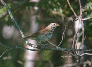 thrush