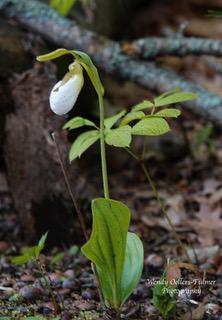 A single white lady’s slipper orchid with green leaves grows on a forest floor amid fallen leaves and twigs.