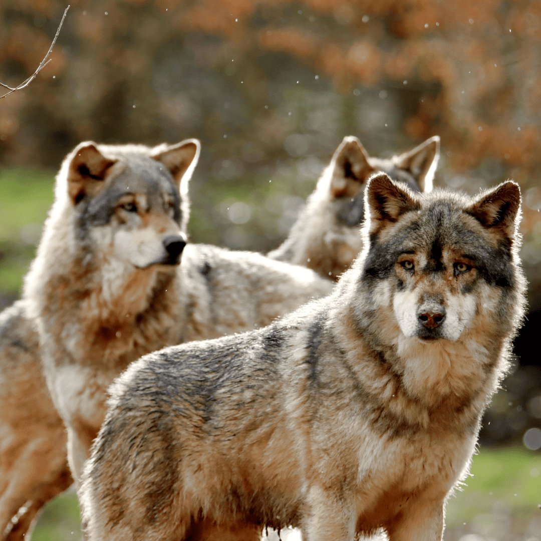 wolves
