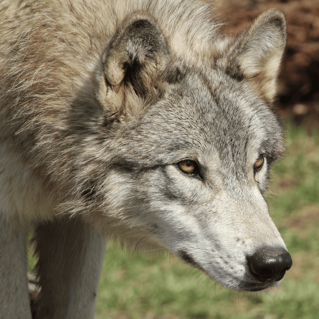 wolves